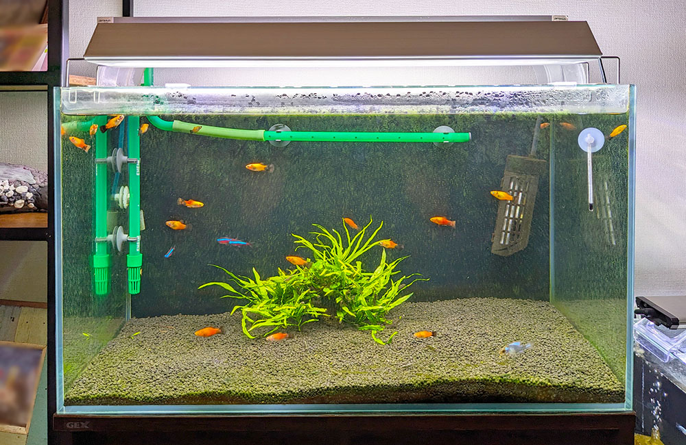 水草と小型魚が泳ぐ照明付きの屋内水槽全体像