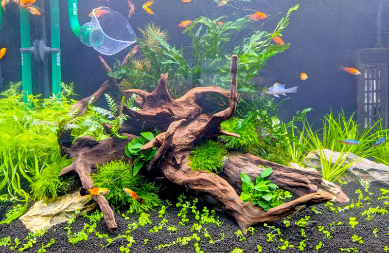 水草水槽を再レイアウト!緑豊かな個人宅様の60cm水槽 水槽画像4