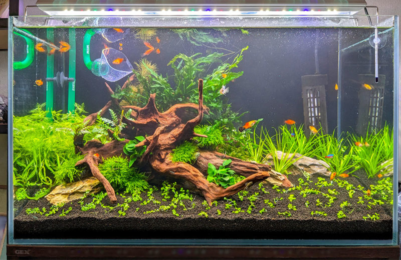 水草水槽を再レイアウト!緑豊かな個人宅様の60cm水槽 水槽画像5