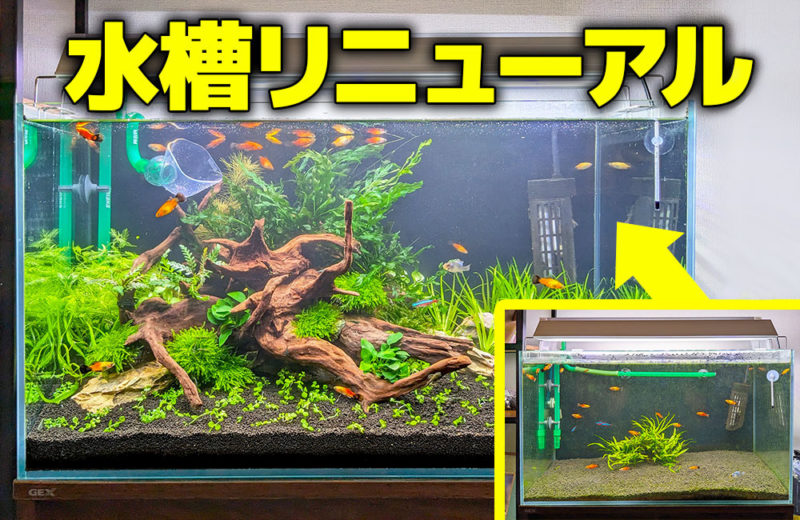 水草水槽を再レイアウト!緑豊かな個人宅様の60cm水槽 水槽画像1