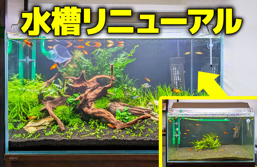 水草水槽を再レイアウト！緑豊かな個人宅様の60cm水槽のサムネイル画像