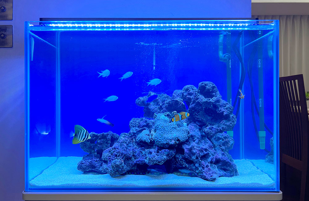 青い照明の海水魚水槽とライブロックのレイアウト