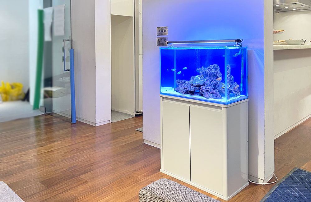 青い照明が灯る海水魚水槽と白い水槽台の設置風景