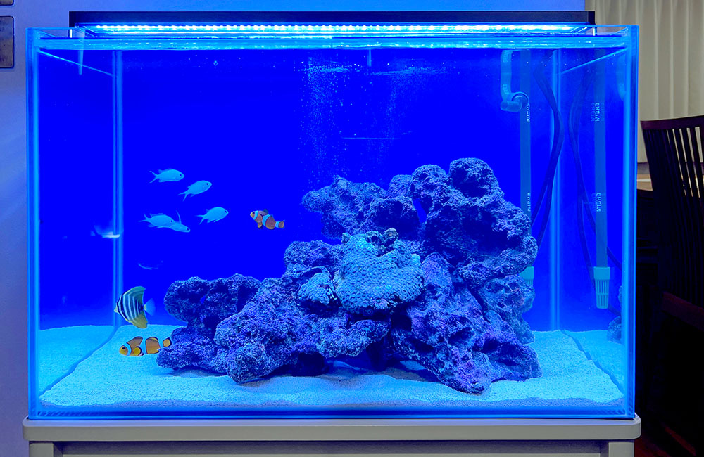 青い照明の海水魚水槽とライブロックのレイアウト