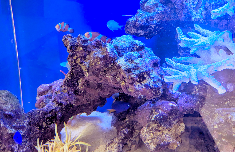 ライブロックとクマノミが泳ぐ海水魚水槽のレイアウト