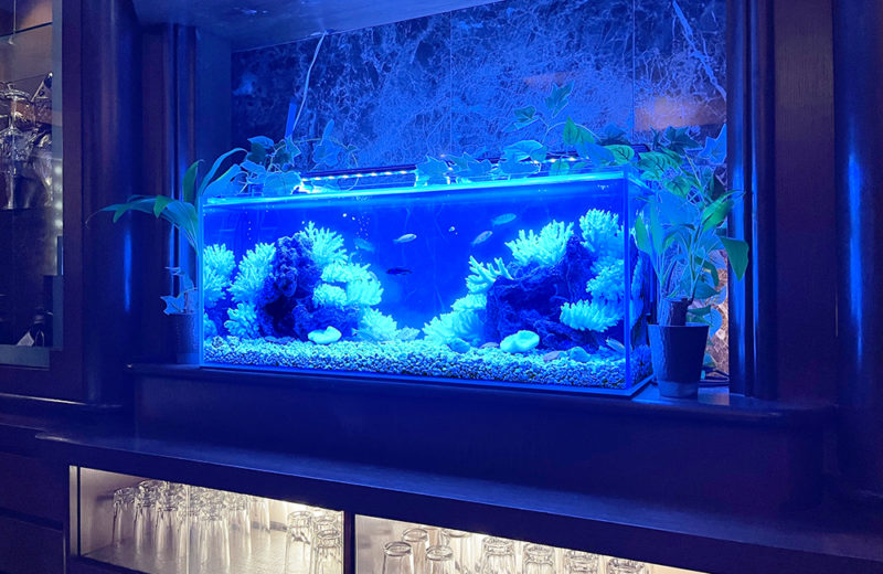 きららシャンテ様のカウンターを彩るスリムな90cmシクリッド水槽！ 水槽画像３