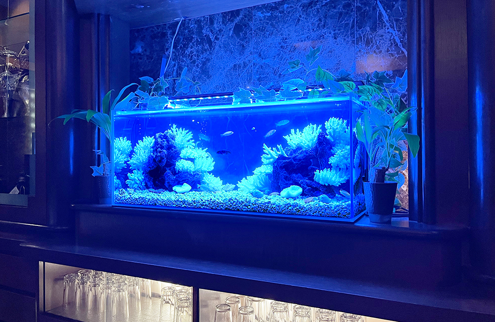 青い照明に照らされたサンゴ岩と熱帯魚の横長水槽