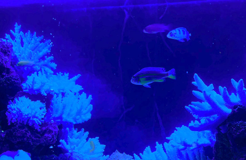 きららシャンテ様のカウンターを彩るスリムな90cmシクリッド水槽！ 水槽画像４
