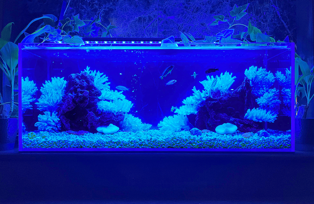 青い照明に照らされたサンゴ岩と熱帯魚の泳ぐ水槽