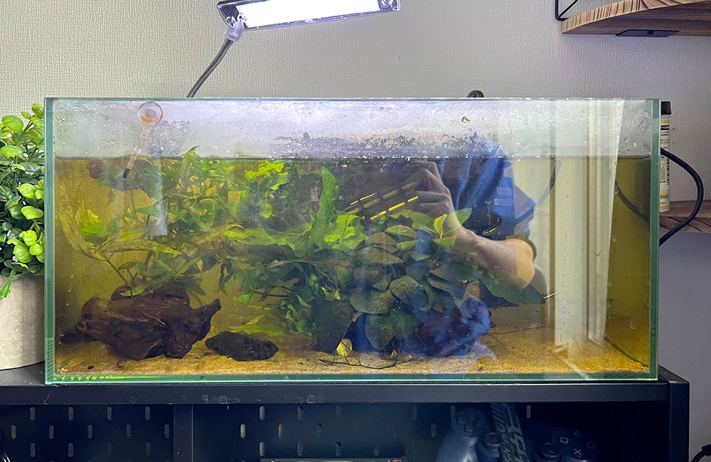 茶色く濁った飼育水と水草が入った横長の水槽