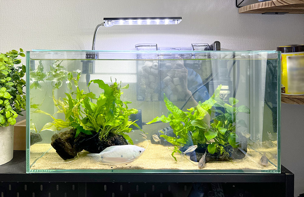 水草と白い熱帯魚が泳ぐ照明付きの屋内水槽