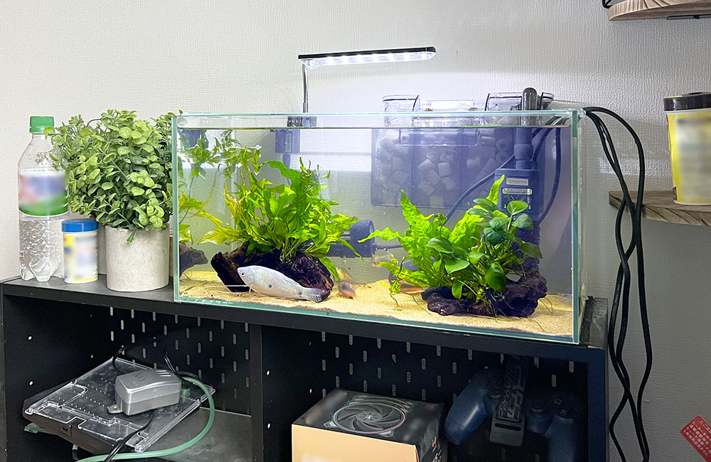 水草と流木を配置した熱帯魚水槽と棚に置かれた飼育用品