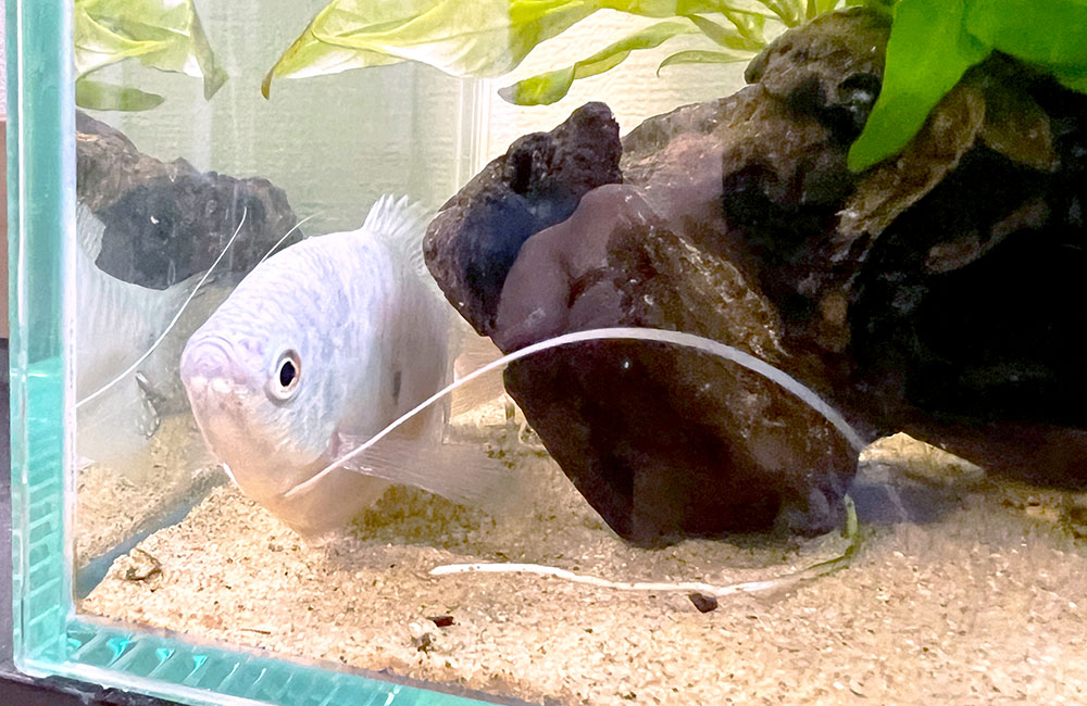 流木と水草の陰に隠れる白いグラミーの仲間