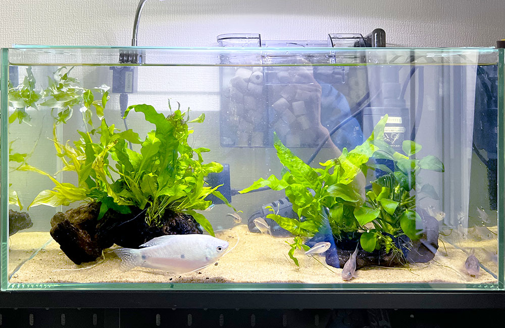 白い熱帯魚とコリドラスの仲間が泳ぐ水草水槽