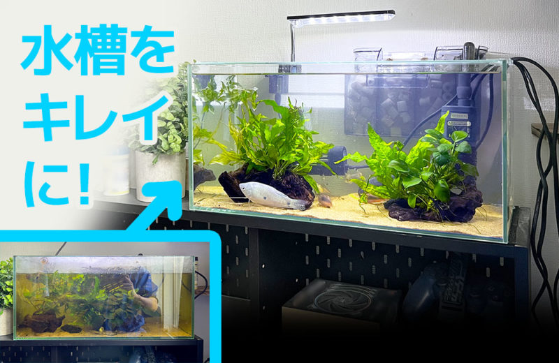 水槽スポットメンテナンスでコケ取りとクリーニング!個人宅の45cmスリム水槽 水槽画像1