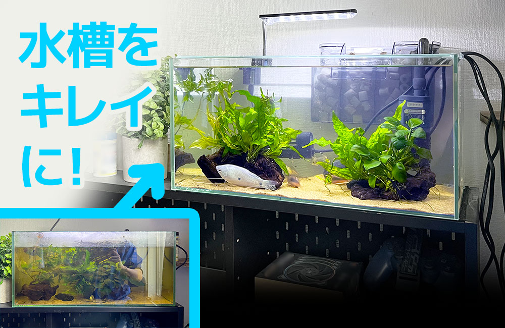 水槽スポットメンテナンスでコケ取りとクリーニング！個人宅の45cmスリム水槽