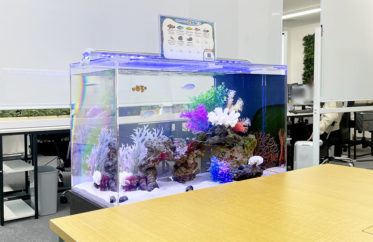 ミーティングスペースに水槽をレンタル！企業様の60cmの海水魚水槽！