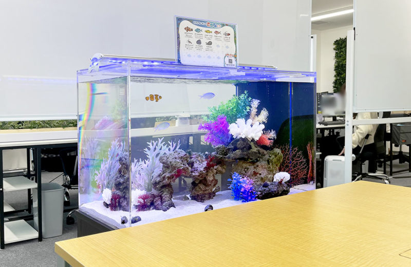 ミーティングスペースに水槽をレンタル!企業様の60cmの海水魚水槽! 水槽画像1