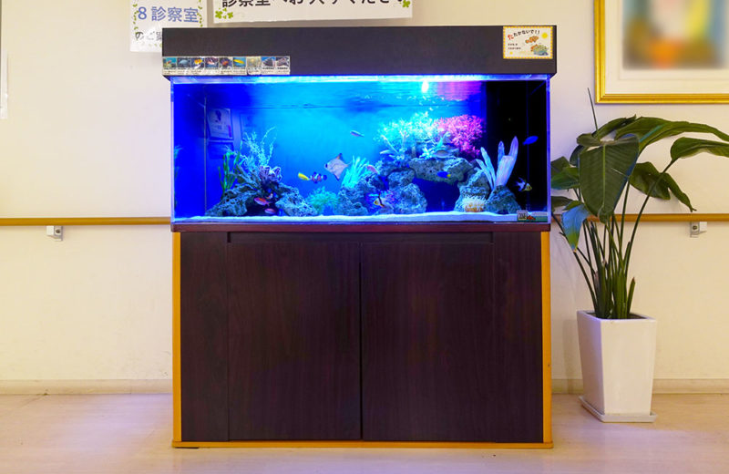 診察室前を彩る!病院様の120cm海水魚水槽メンテナンス事例・その後 水槽画像5