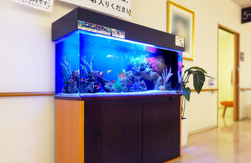 診察室前を彩る!病院様の120cm海水魚水槽メンテナンス事例・その後 水槽画像3