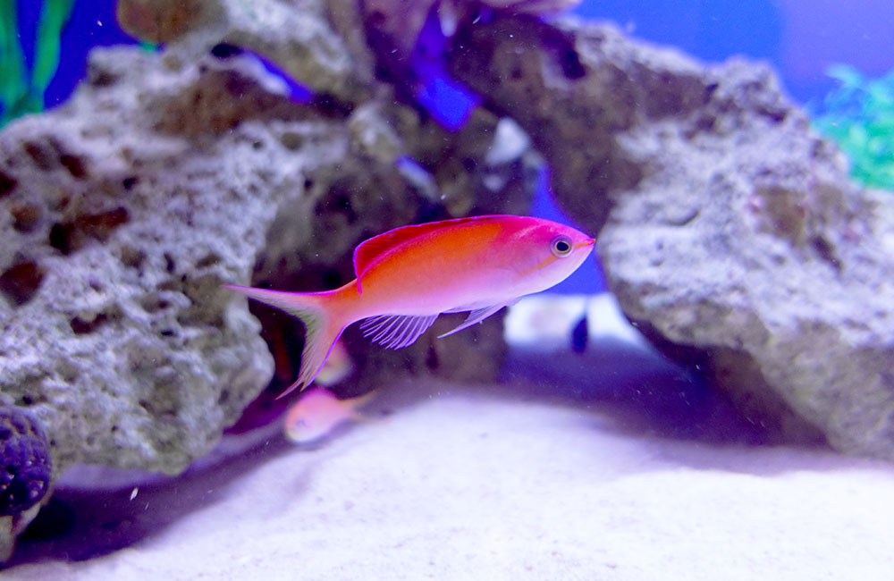 ライブロックの前を泳ぐピンク色の海水魚と白い底砂