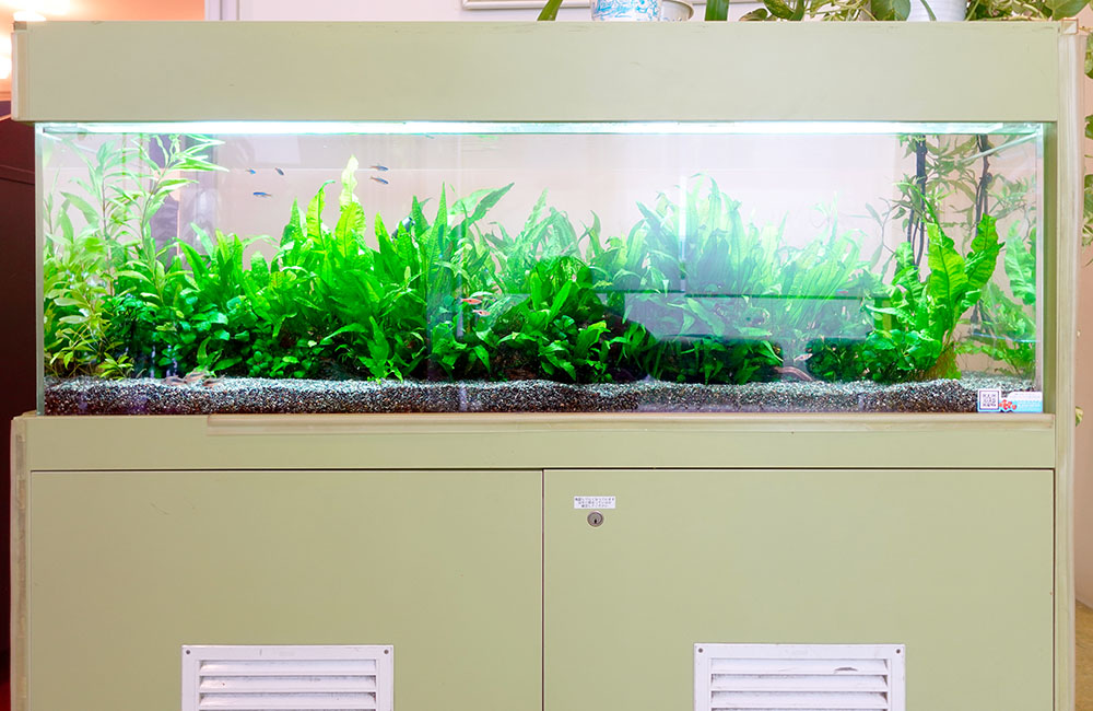 水草が茂る大型水槽と薄緑色の専用水槽台の全景