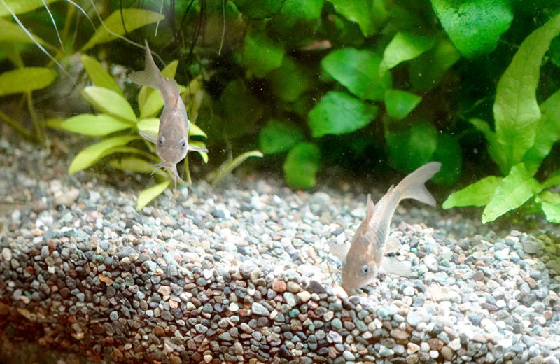保育園の150cm淡水魚水槽!覗き穴が楽しい水槽台の事例・その後 水槽画像4