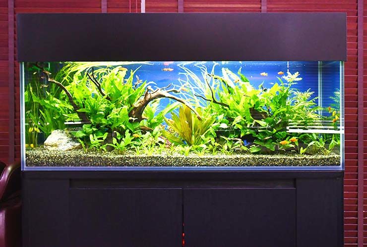 流木と水草を配置した大型の熱帯魚水槽レイアウト