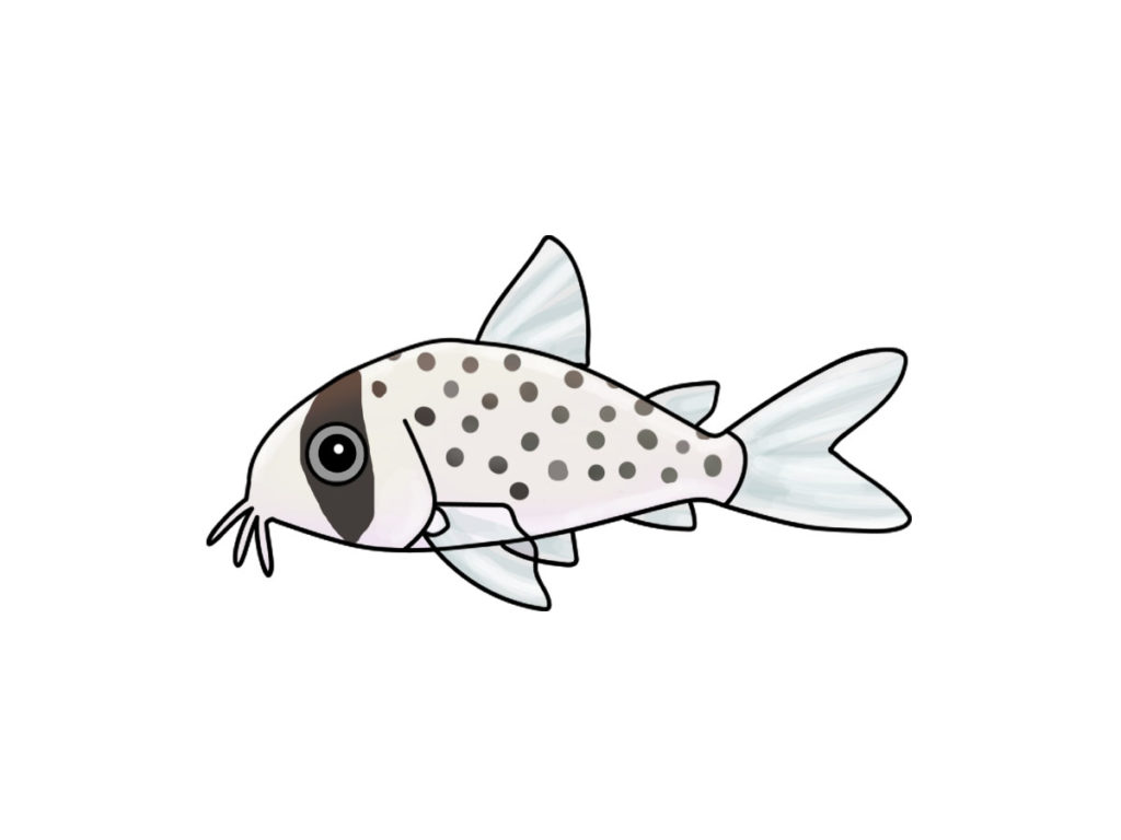黒い斑点模様があるコリドラスの仲間のイラスト