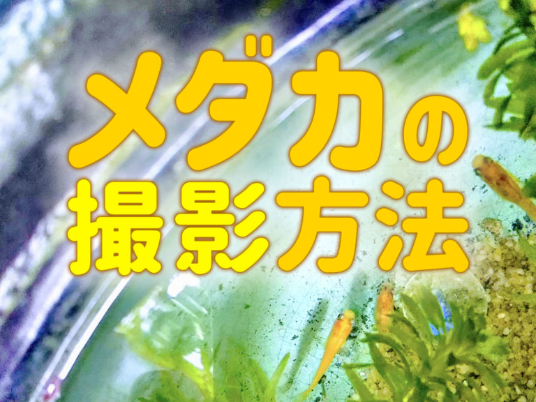 メダカの撮影方法と書かれた文字と泳ぐメダカの見出し画像