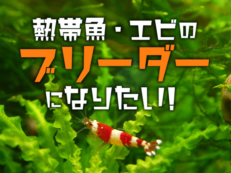 熱帯魚・エビのブリーダーになりたい!の文字とエビの画像