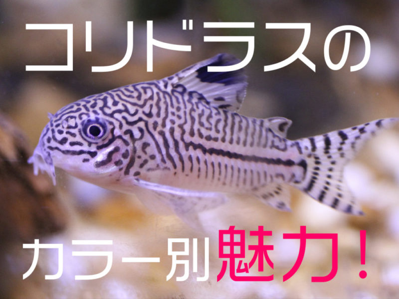 コリドラスのカラー別魅力の文字とコリドラスの仲間