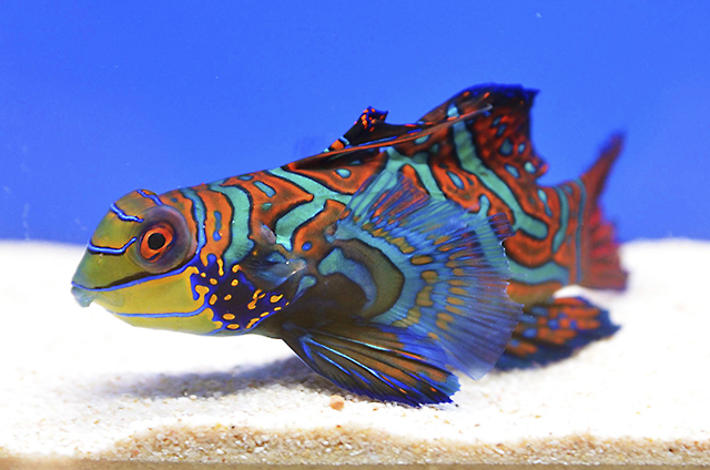 砂の上に静止する鮮やかな模様の海水魚マンダリンフィッシュ