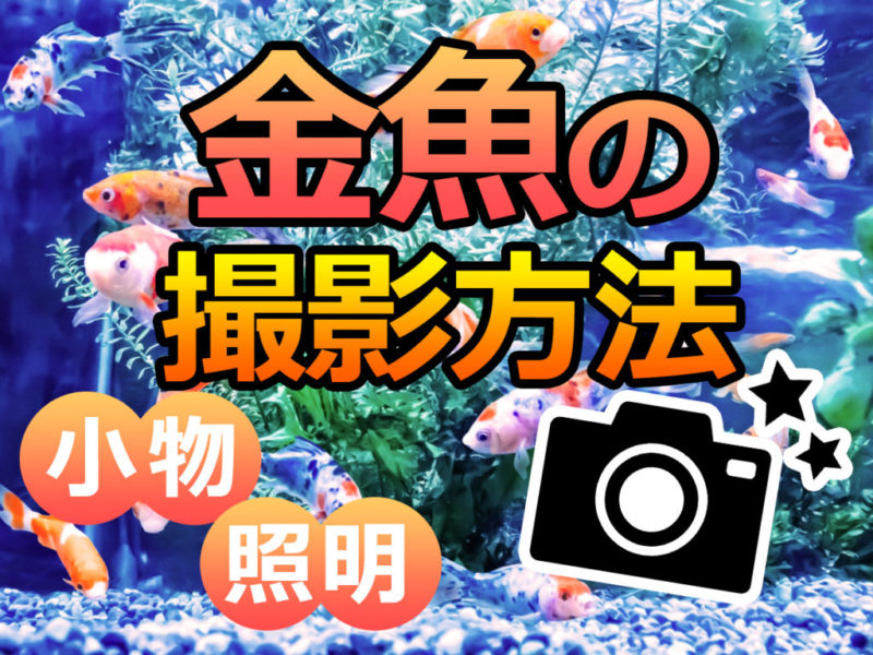 金魚の撮影方法と小物・照明の文字入り見出し画像