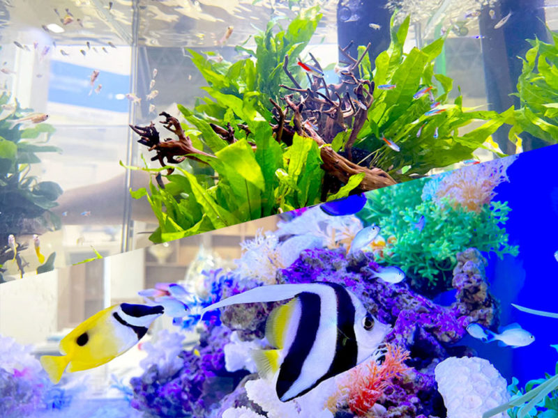 水草水槽と海水魚水槽が並ぶアクアリウムの合成画像