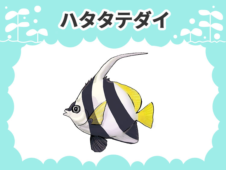 ハタタテダイのお魚図鑑
