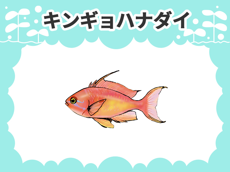 キンギョハナダイのお魚図鑑