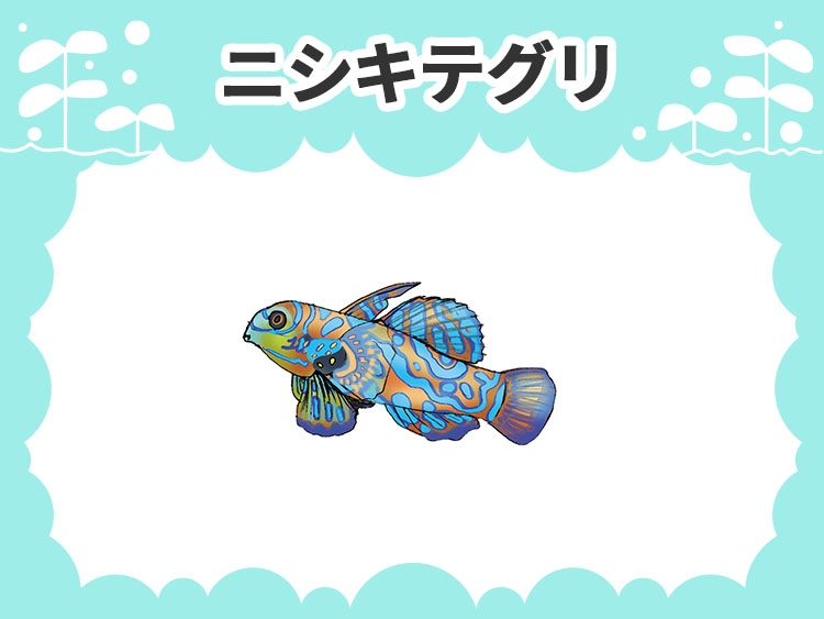 ニシキテグリ（マンダリンフィッシュ）のお魚図鑑