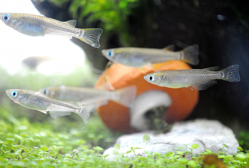 水草の上を泳ぐ数匹のメダカとオレンジ色の素焼き鉢