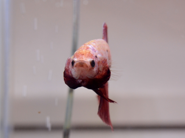 正面を向いて泳ぐ赤と白のベタの仲間