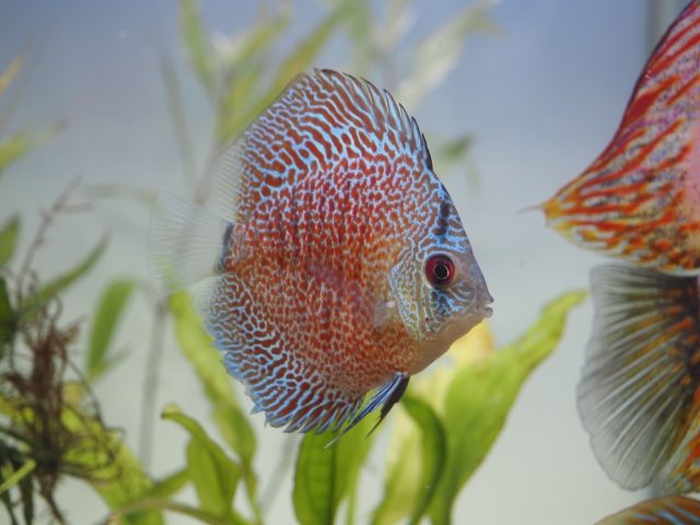 水草を背景に泳ぐ網目模様のディスカスと熱帯魚の群れ