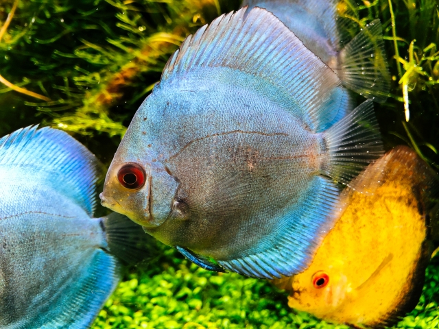 水草水槽を泳ぐ青色と黄色のディスカスの仲間たち