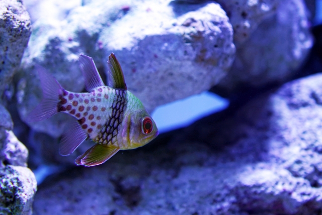 岩礁を泳ぐ赤い斑点模様の海水魚マンジュウイシモチ