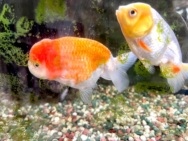コケの付着した水槽内を泳ぐ2匹の金魚と底砂