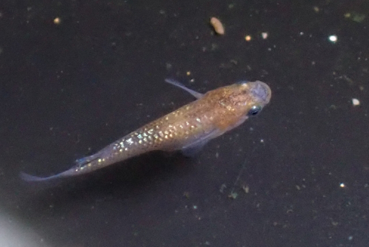 黒い容器の水面付近を泳ぐラメのあるメダカの背影