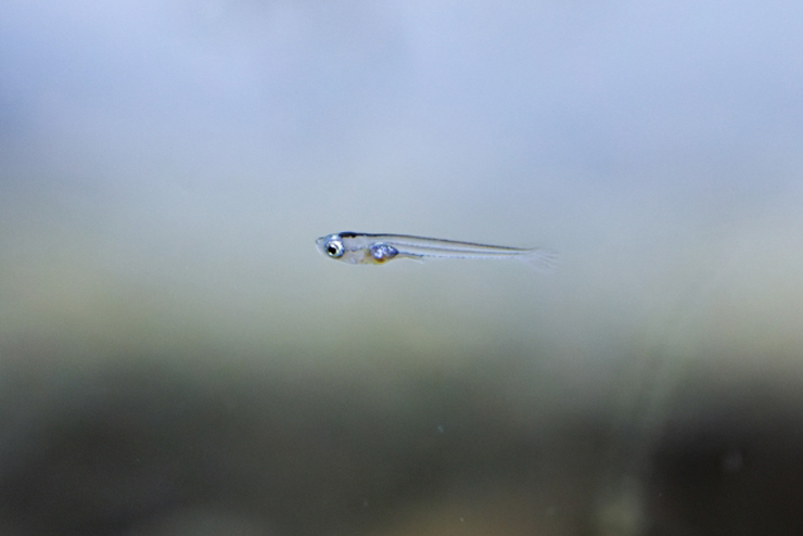 水槽内を泳ぐ透明なメダカの稚魚の横顔