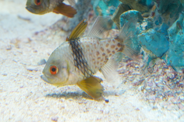 砂底を泳ぐ黒い帯と斑点模様がある熱帯魚の横顔