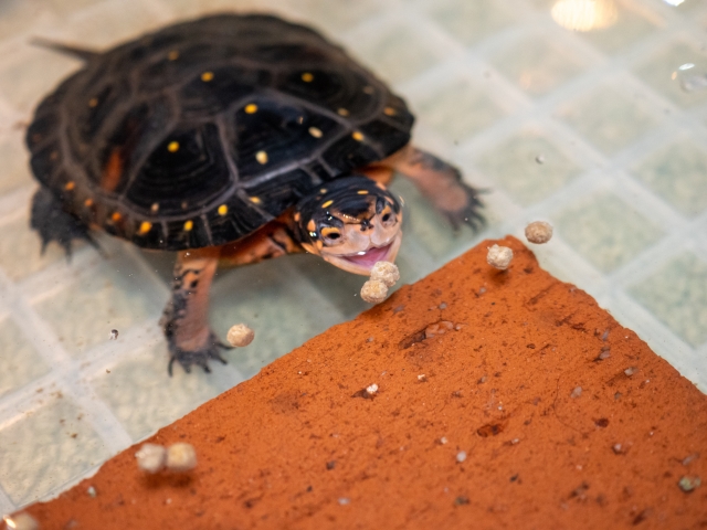 水槽内のレンガの上にある餌を食べようとするカメの姿