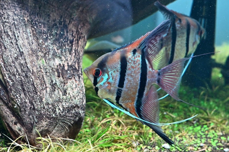 流木と水草のそばを泳ぐエンゼルフィッシュの仲間