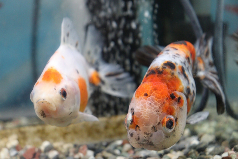 水槽の底付近を泳ぐ赤と白と黒の斑点模様の金魚2匹